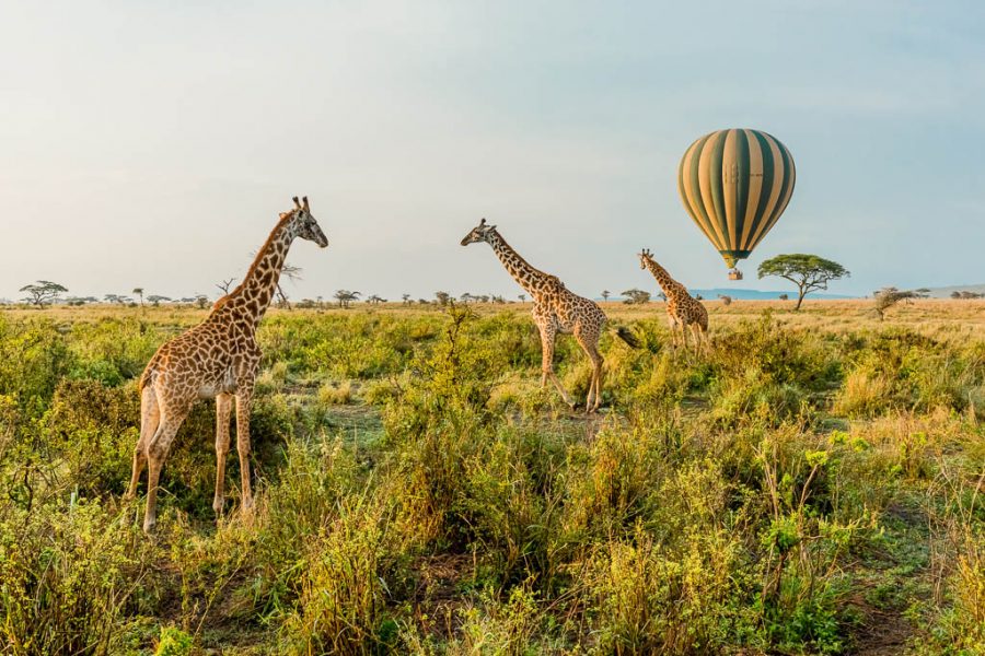 Multiple Giraffes stand infant of a passing by Hot Air Balloon in The Serengeti in Serengeti National Park, Tanzania.
