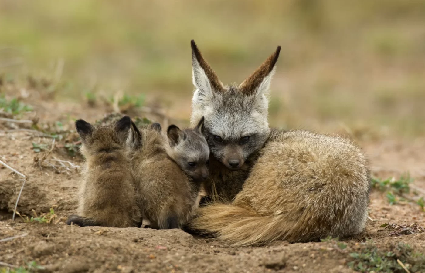 Bat-Eared Fox with the cubs